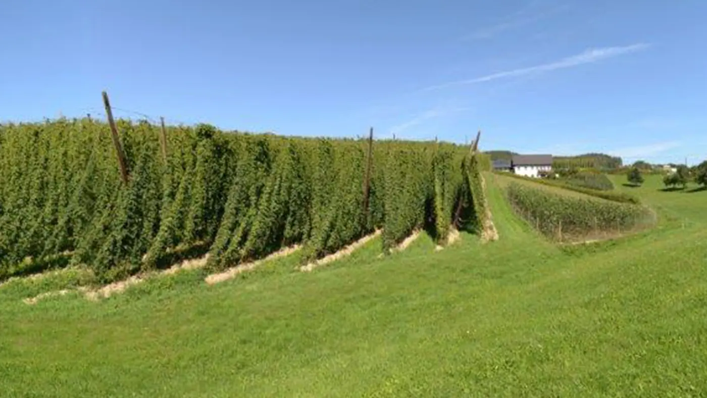 Hopfengarten mit hohen Ranken an Stangen, dahinter der Hof